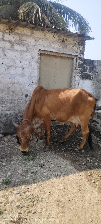 થંબનેલ 3