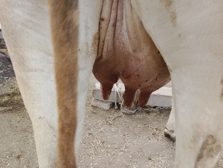 જરચી.બીજુ.વેતર