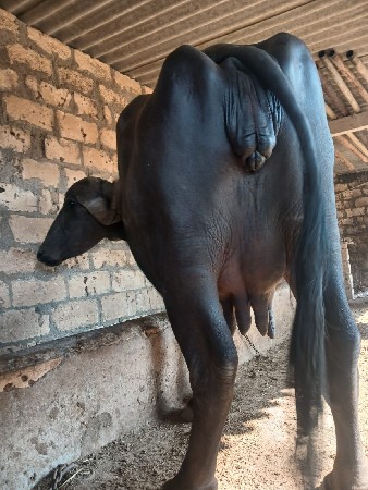 આખડાયવેશવાનિછે