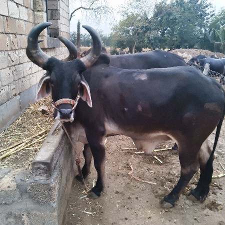 બળદ વેચવાના છે