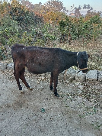 HF વાચડી વેચવાની