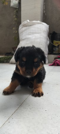 jene levu hoi te kontek kare