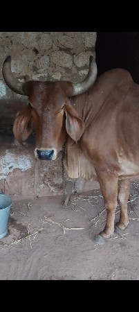 ગાય વેચવાની છે