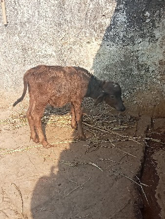 થંબનેલ 3