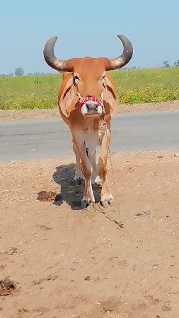 थंबनेल 3