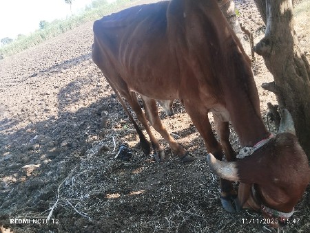 બળધ દાંબીયાળ. 8347729929