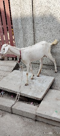 બકરી વેચવાની છે