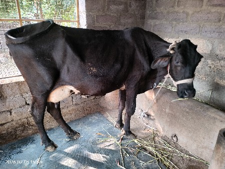 ગાય વેચવાની છે