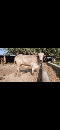 थंबनेल 2