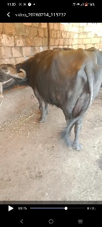 થંબનેલ 2