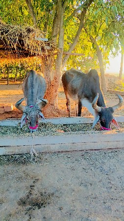 આ બાળક વેચવાના છે