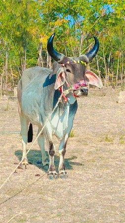 थंबनेल 3