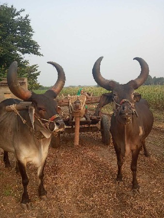 બદલ વેચવાના સે