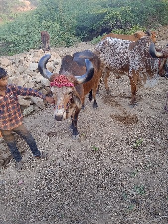 થંબનેલ 2