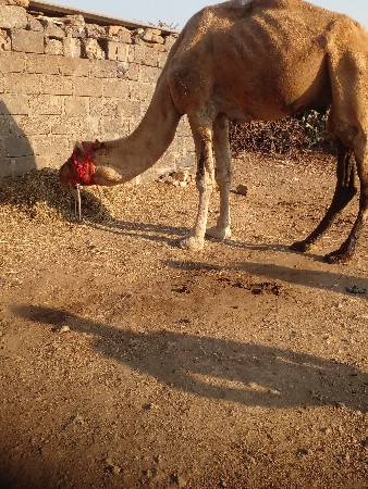 થંબનેલ 2