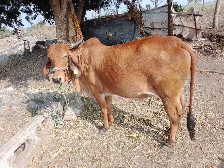 थंबनेल 2