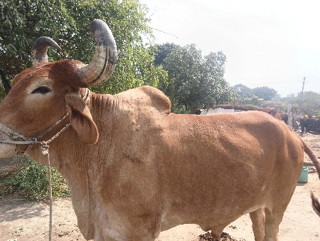 थंबनेल 3