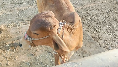 હોડકિ‌ 20 મહિના નિ