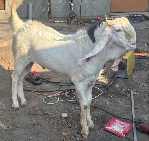 થંબનેલ 2