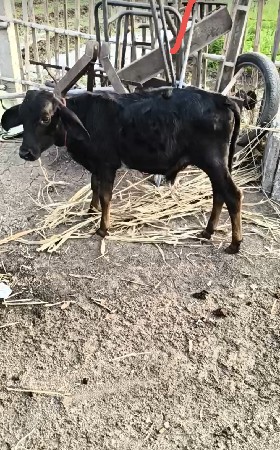 કોર્સ ગાય વેચવાની છે.