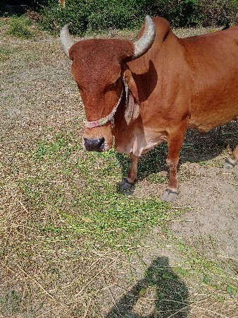 ગાય વેચવાની છે