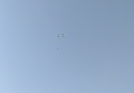 કબૂતર વેચવાના છે