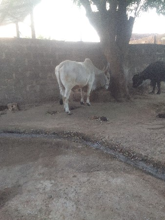 थंबनेल 3