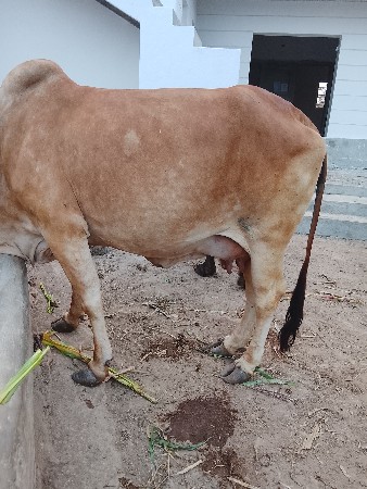 ગાય વેસવાનીછે