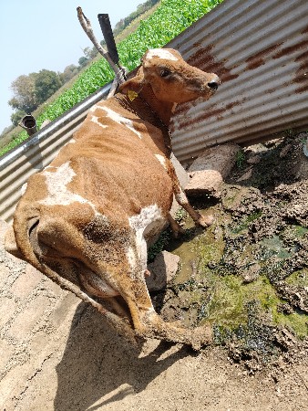 थंबनेल 3