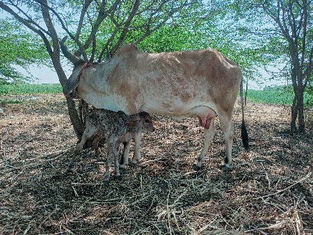 થંબનેલ 3