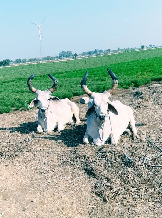 બળદ વેચવાના છે