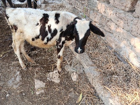 વાંસળી  વેસવાની  છે