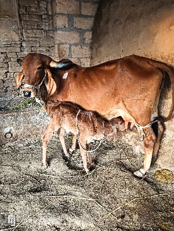 થંબનેલ 2