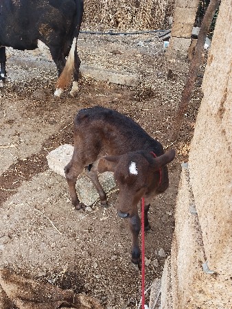 थंबनेल 3