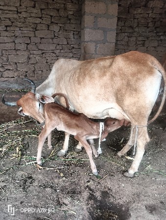 થંબનેલ 5