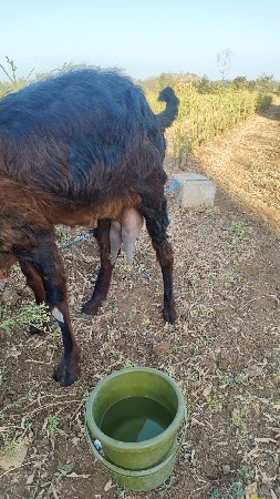 બકરી વેચવાની છે