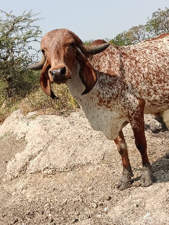 gir gay 2 vetar gabhan