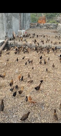 મરઘી ના બચ્ચા વેચવા ના છે.