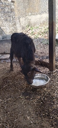 3 પાડા વેસવ