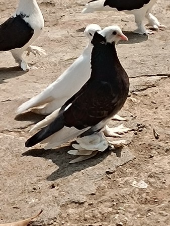 थंबनेल 3