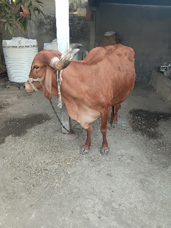 ગાય વેચવાની છે