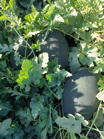 થંબનેલ 3