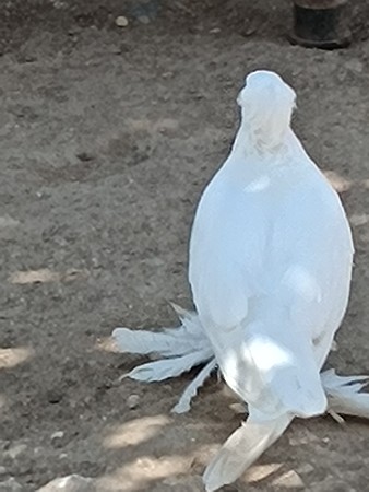 કબુતર વહેંચવાના છે