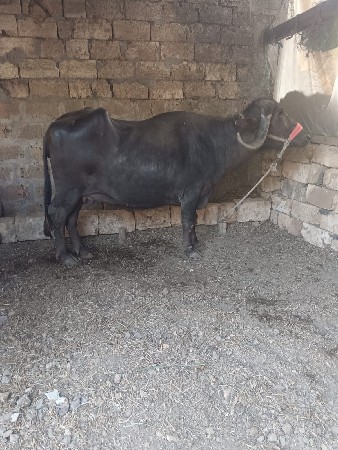 2 વેતર ગાભણી છે