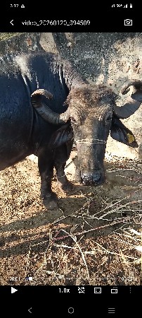 ભેંસ વેચવાની છે...