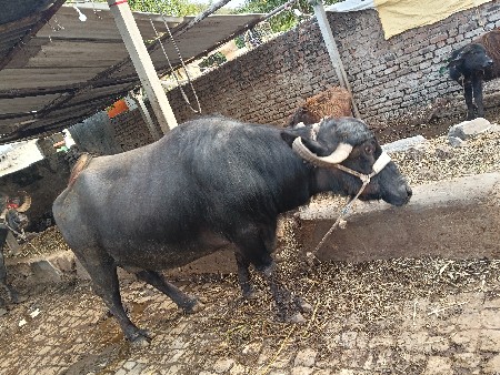 थंबनेल 2