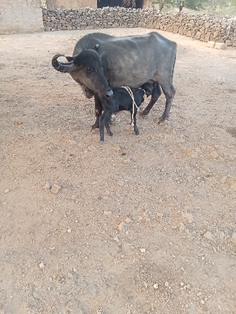 थंबनेल 4