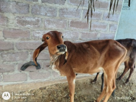 थंबनेल 2