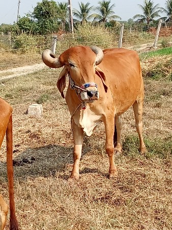 એક બળદ વેચવાનો છે