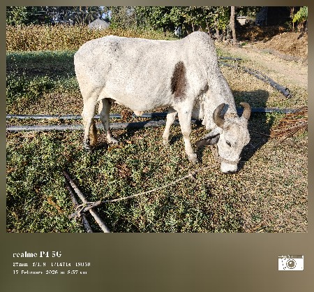 ગાય વેચવાની છે